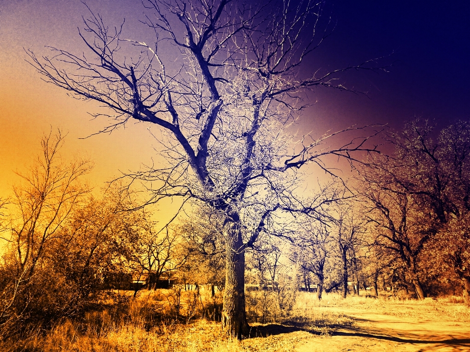 Tree sky nature branch