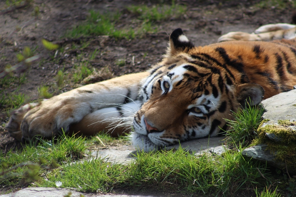 Tygrys kot ogród zoologiczny kolonia