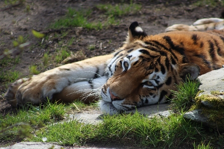 Foto Harimau kucing kebun binatang cologne