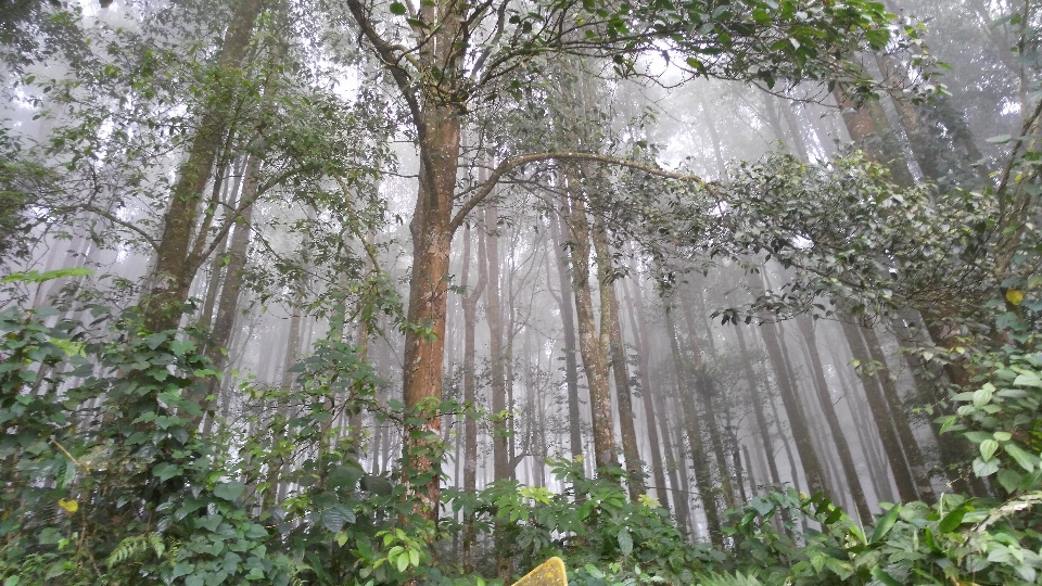 Trees forest bali indonesia