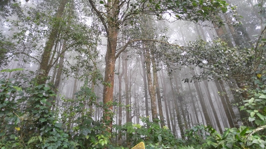 Trees forest bali indonesia Photo