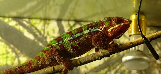 Chameleon close exotic green Photo