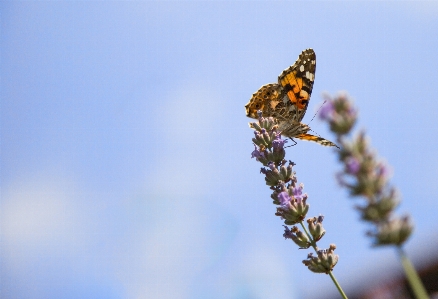 Appealing beauty blue brown Photo