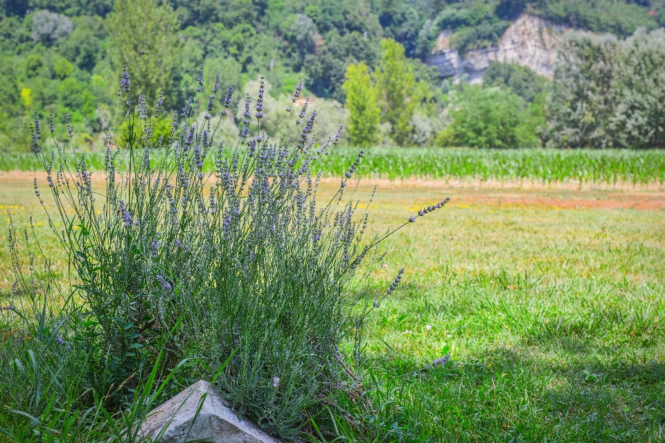 Lavender flowers medicinal medicine