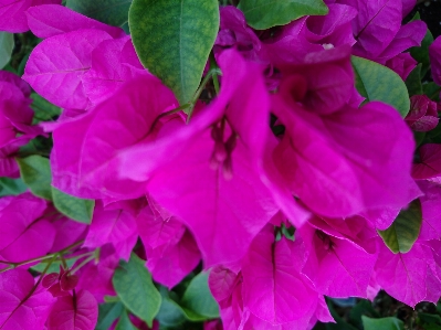 Bougainville flower pink flora Photo