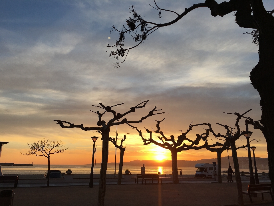 Mar
 cielo albero ramo