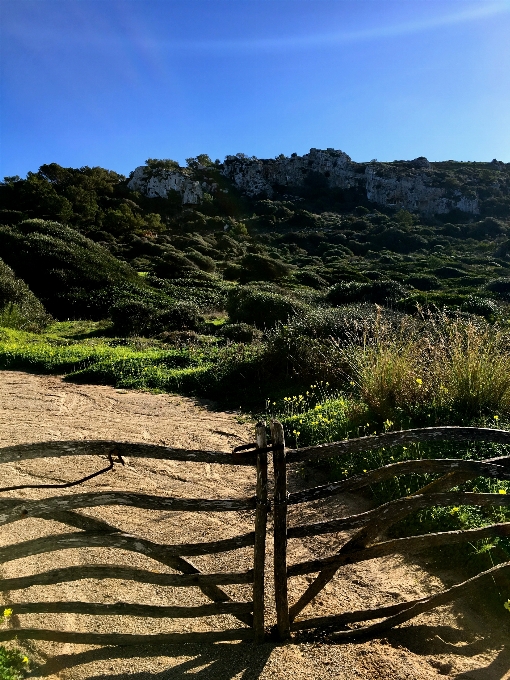 Naturel ciel végétation champ