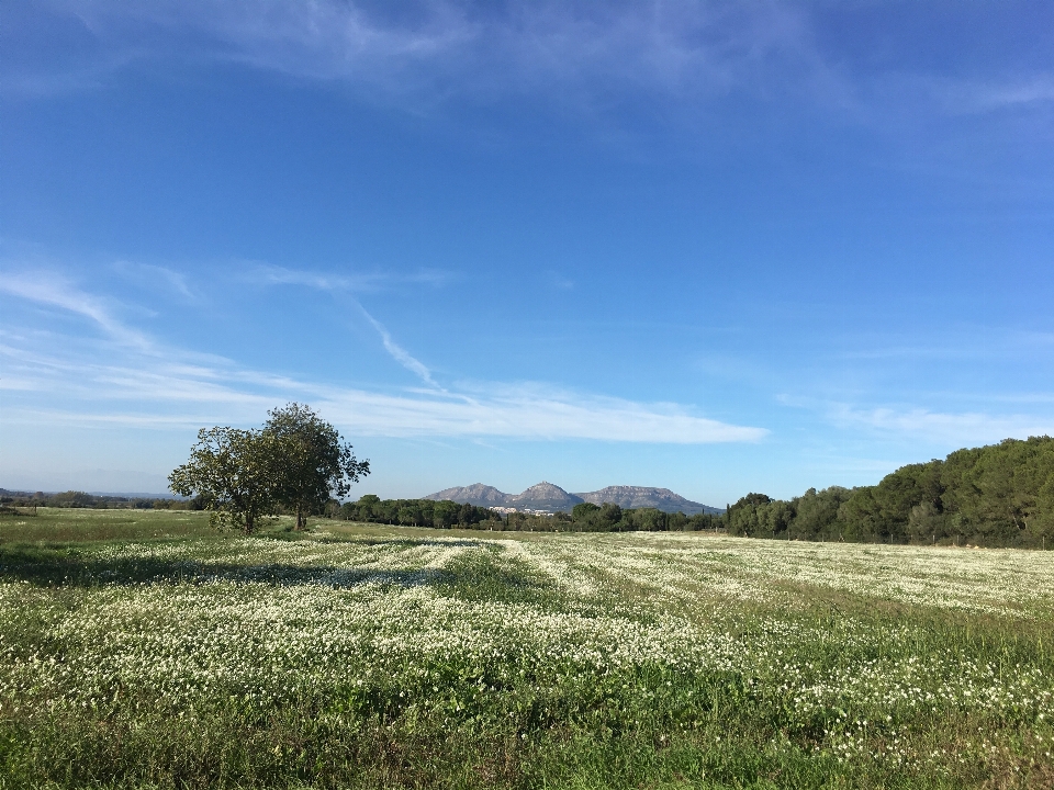 Natural grassland sky ecosystem