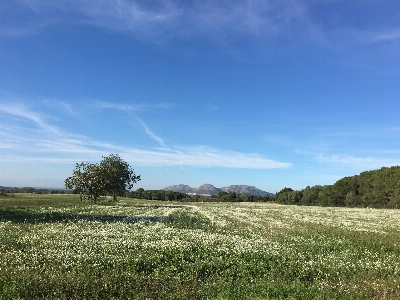 Foto Naturale prateria
 cielo ecosistema
