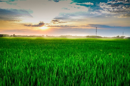 Nature field grassland sky Photo