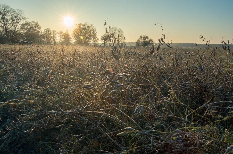 Sunrise frosty morning autumn