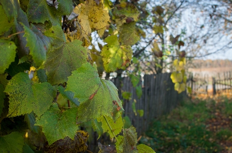 Grapes vine belarus leaf Photo