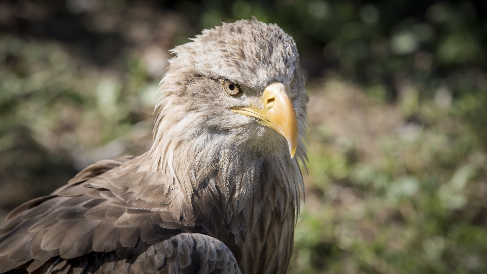 Aquila uccello marrone becco giallo
