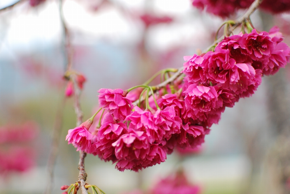 Flores de cerezo
 flor rosa florecer