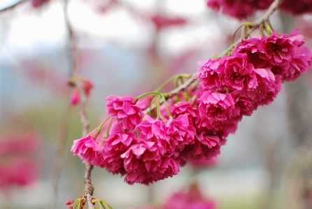 Foto Bunga sakura
 merah jambu mekar