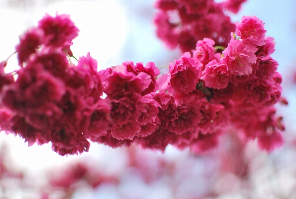 Cherry blossoms pink blossom flower