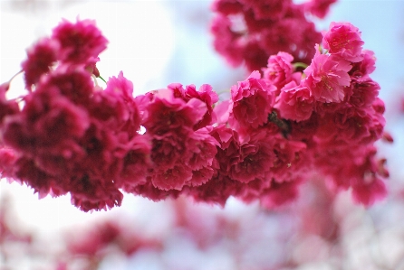 Cherry blossoms pink blossom flower Photo