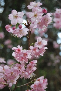 Cherry blossoms pink plant flower Photo