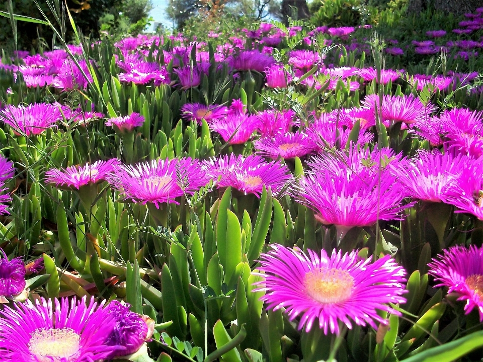 Frühling blume anlage schweinegesicht
