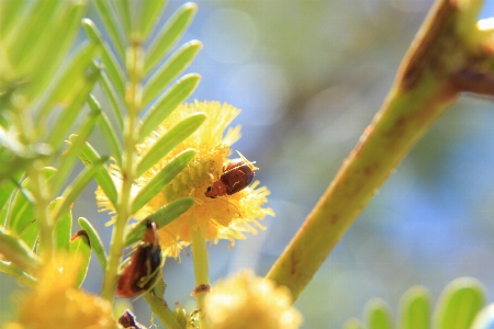 Flower bugs honey bee Photo