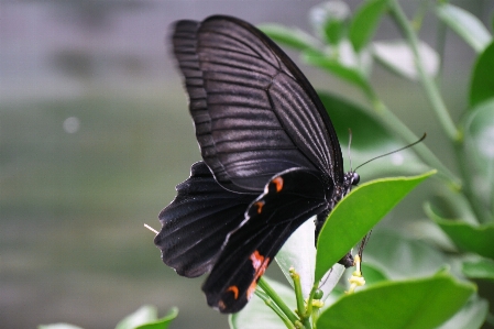 Butterfly moths and butterflies insect lycaenid Photo