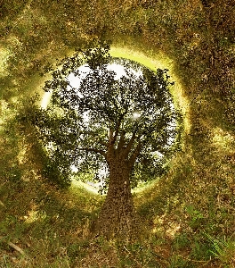 Foto Pohon planet alam tumbuh-tumbuhan