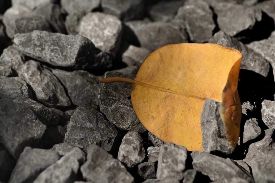 Nature rocks leaf rock