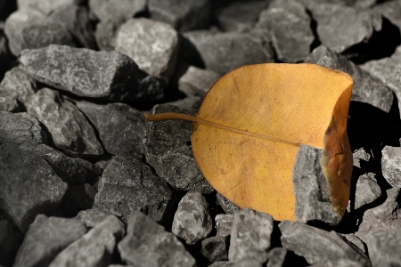 Nature rocks leaf rock Photo