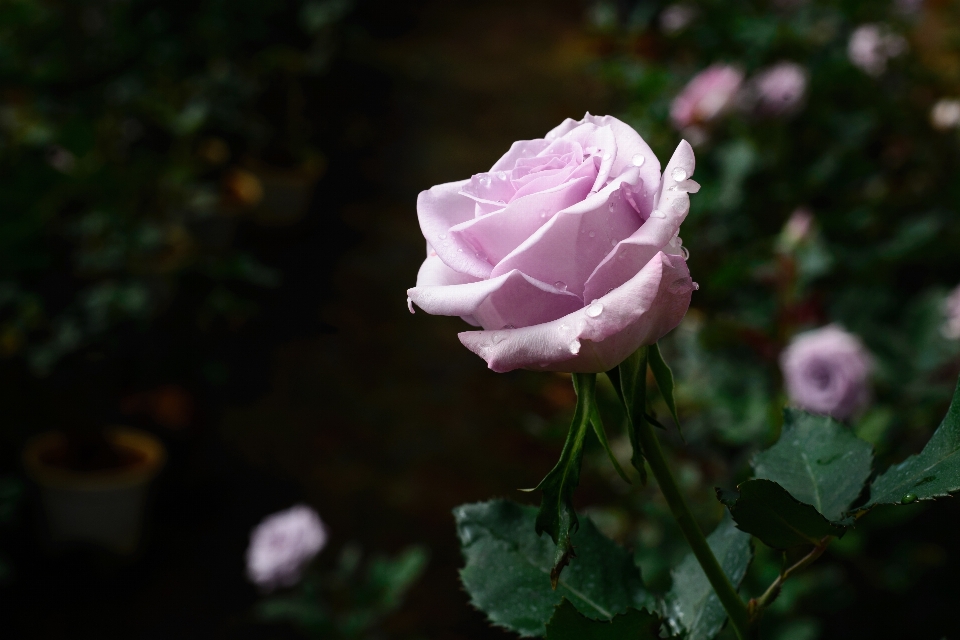 花 ピンク 公園 庭園
