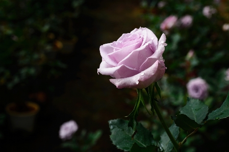 花 ピンク 公園 庭園
 写真