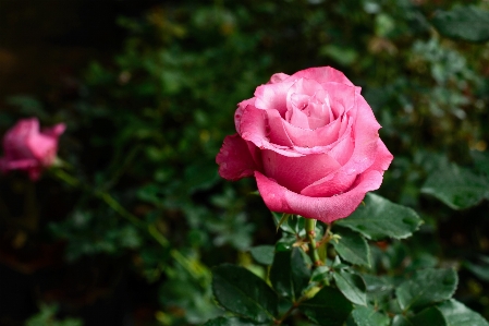 Flower pink garden gardens Photo