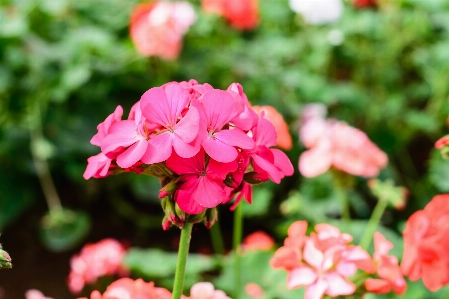 Flower pink garden gardens Photo