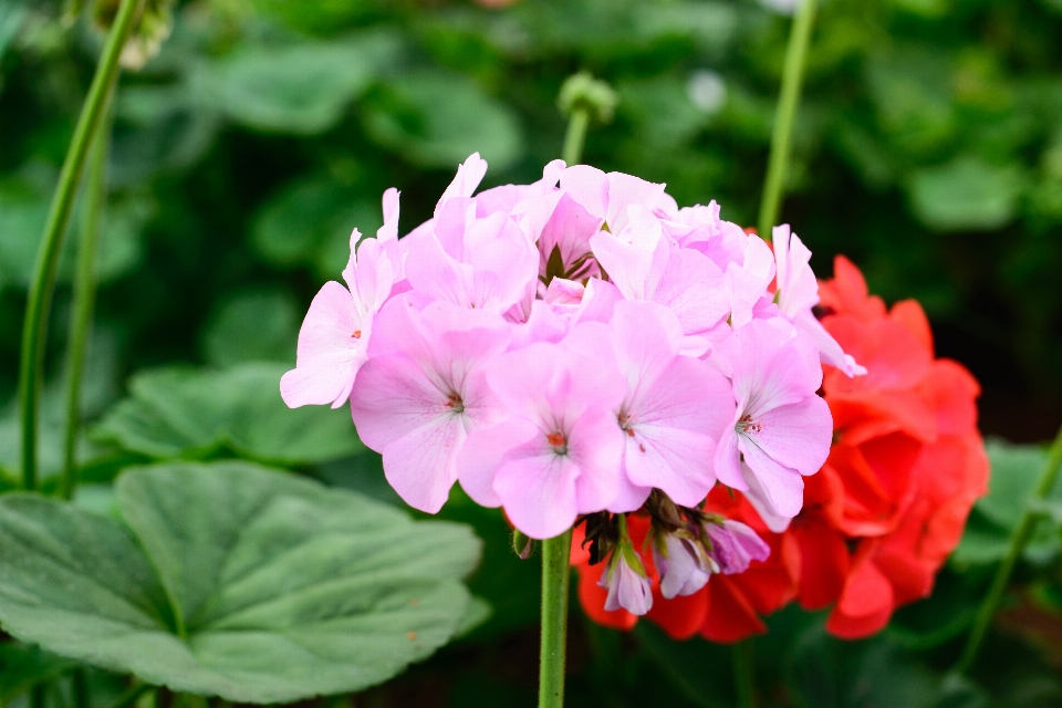 花 ピンク 公園 庭園
