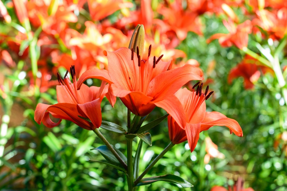 Flor rosa jardín jardines
