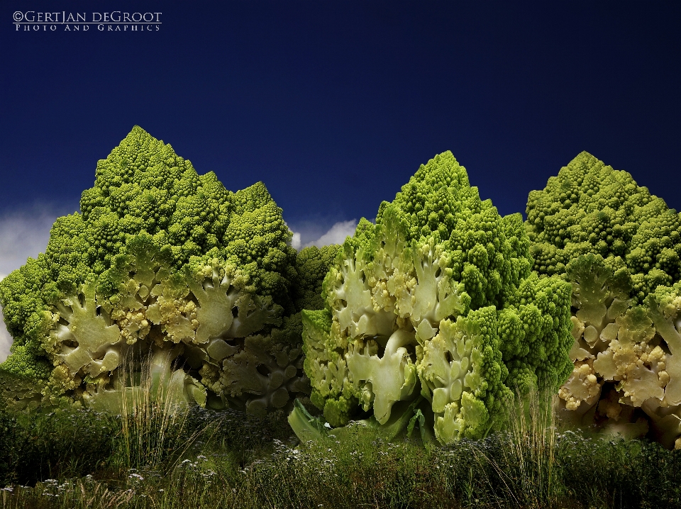 Broccoli mountain nature vegetation