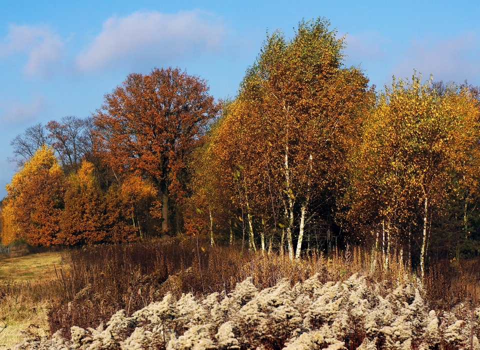 Albero natura ecosistema
 foglia