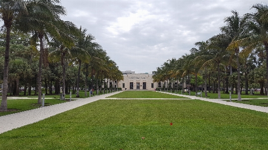 Miami tree palm arecales Photo