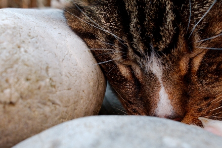 Foto Gato animal fechar-se
 pedra