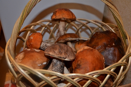 Foto Naturaleza hongo comestible
 ingrediente
 champiñón