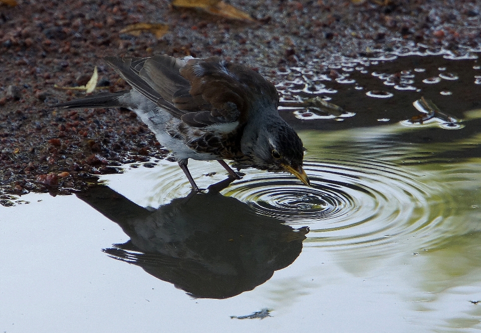 Pájaro gorrión agua anillos