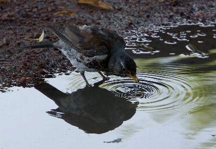 Foto Pájaro gorrión agua anillos