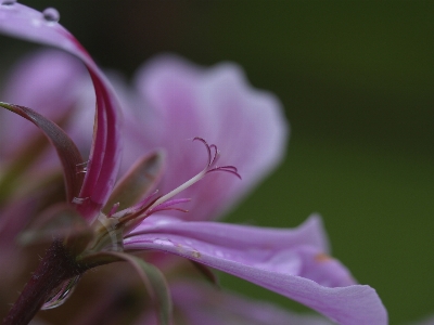 Nature flower drop of water pink Photo