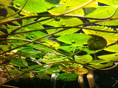 Foto Agua planta vegetación lirio de agua
