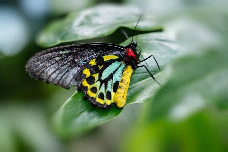 Butterfly insect moths and butterflies moth Photo