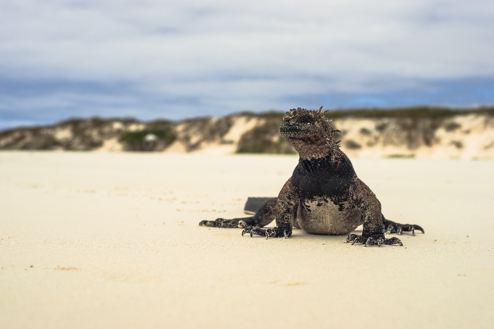 Iguana animals galapagos islands tortuga bay