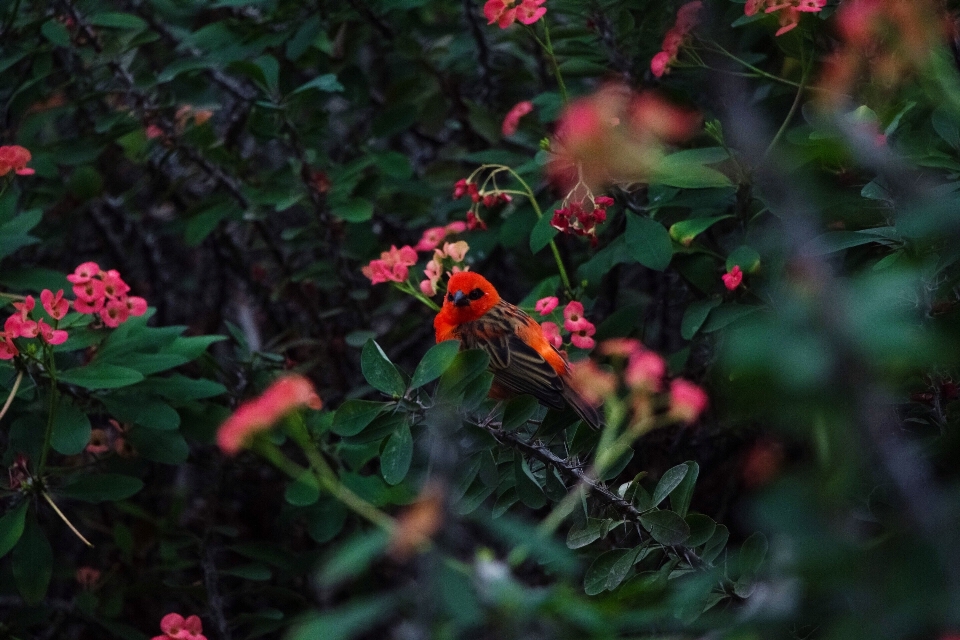 Natura colori uccello impianti