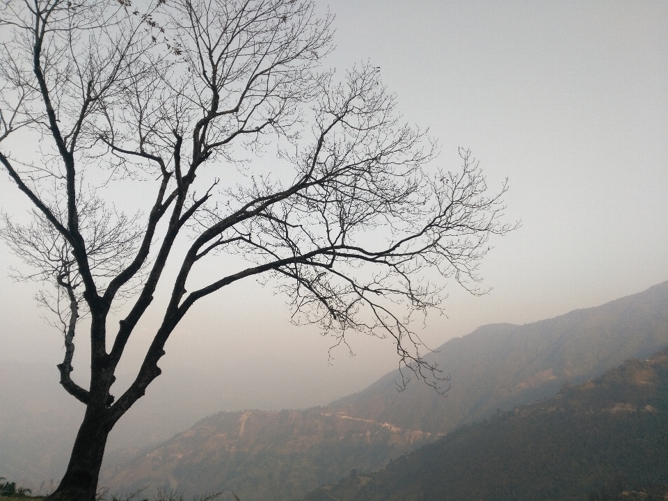 Lonely tree sky nature