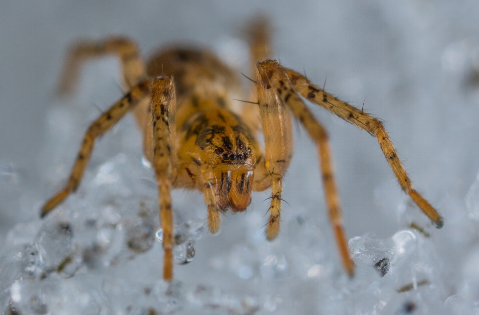 Aranha aracnídeo
 macro neve