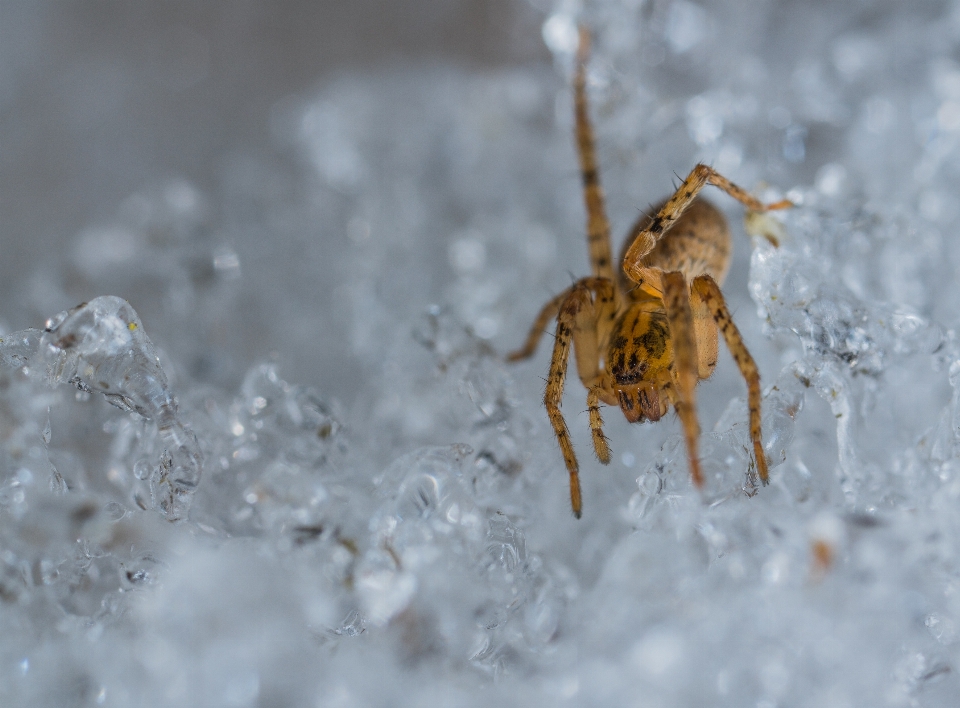 Araignée arachnide
 macro neige