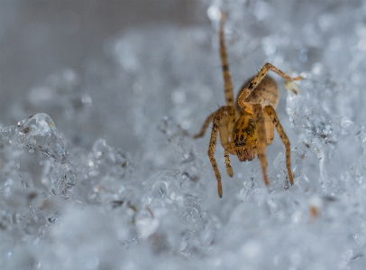 Foto Ragno aracnide
 macro nevicare